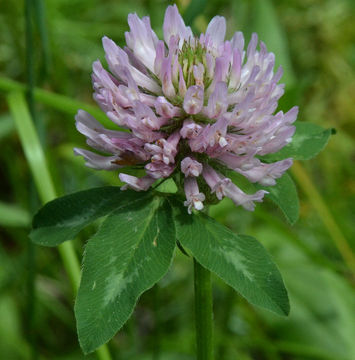 Image of Red Clover