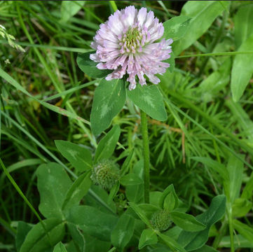 Image of Red Clover