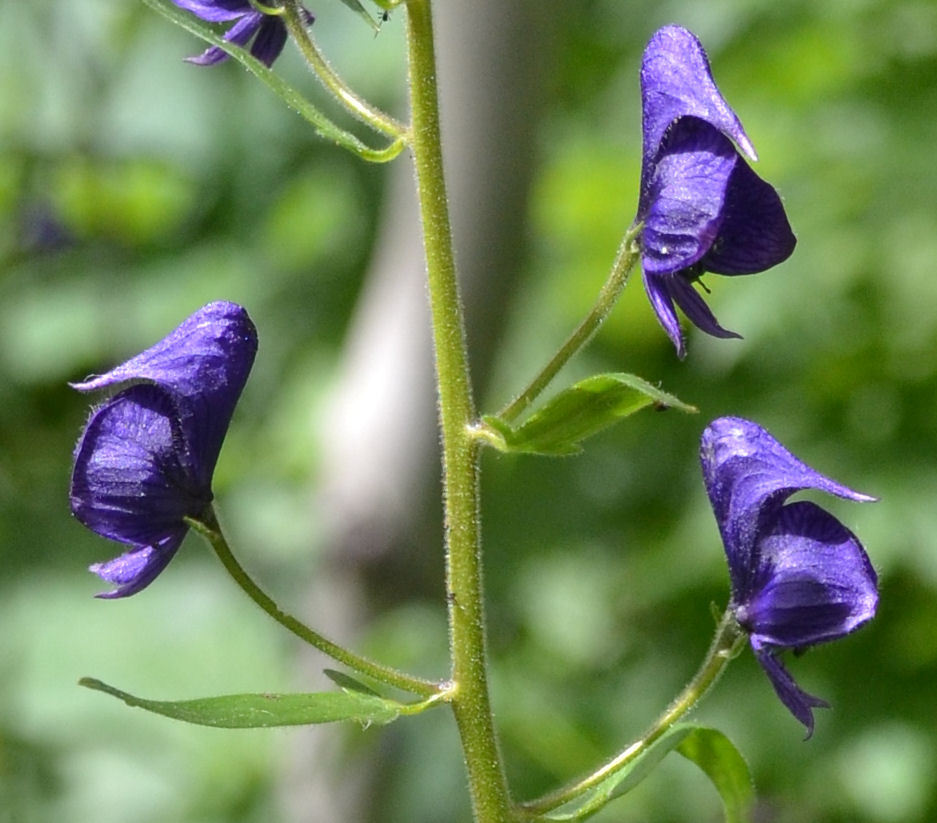 Image of Columbian monkshood