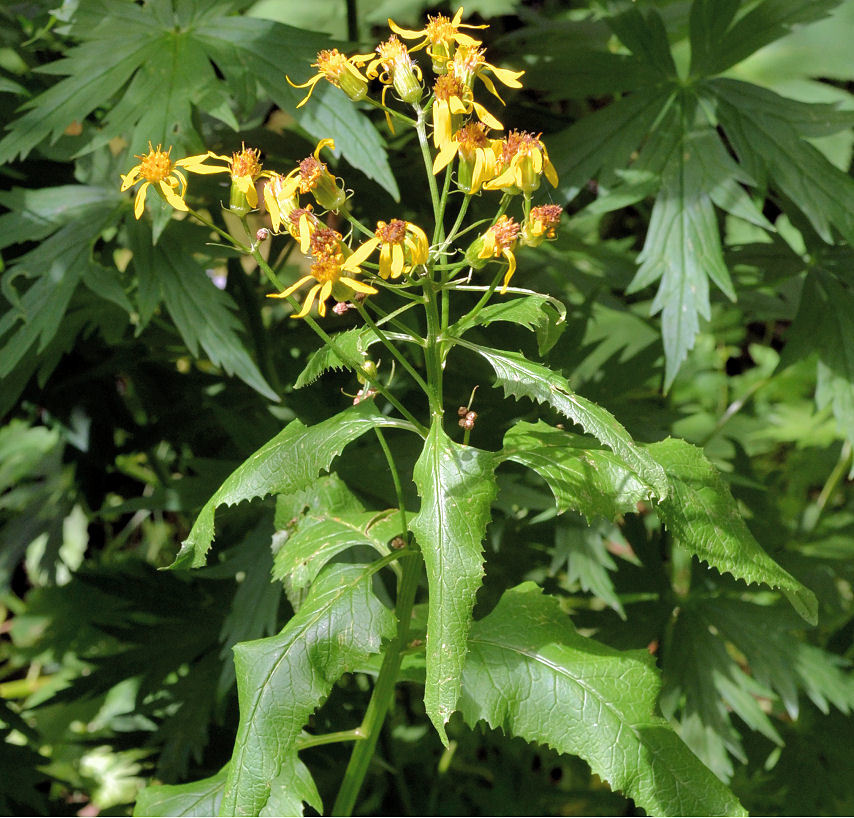 Image of arrowleaf ragwort