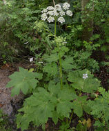 Plancia ëd <i>Heracleum lanatum</i>