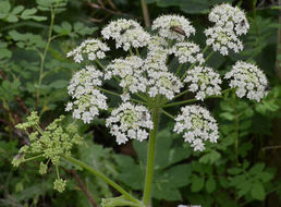 Plancia ëd <i>Heracleum lanatum</i>