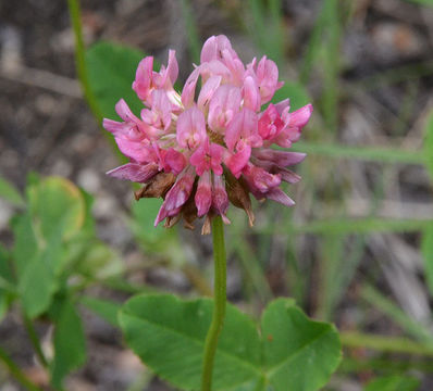 Plancia ëd Trifolium hybridum L.