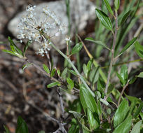 Image de Ceanothus fendleri A. Gray