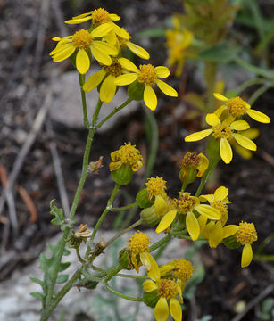 Image of Fendler's ragwort