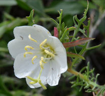 Imagem de Oenothera coronopifolia Torr. & Gray