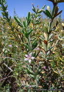 Image de Frankenia salina I M. Johnst.