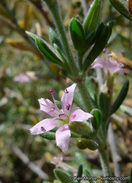 Image de Frankenia salina I M. Johnst.