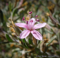 Image of alkali seaheath