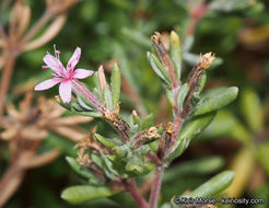 Image de Frankenia salina I M. Johnst.