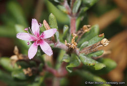 Image de Frankenia salina I M. Johnst.