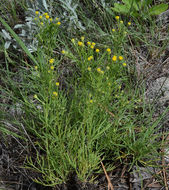 Image of Colorado rubberweed