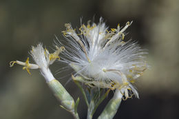 Plancia ëd Lepidospartum latisquamum S. Wats.