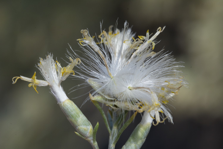 Plancia ëd Lepidospartum latisquamum S. Wats.