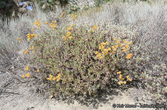 Image of sulphur-flower buckwheat