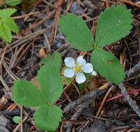 Image of Virginia strawberry