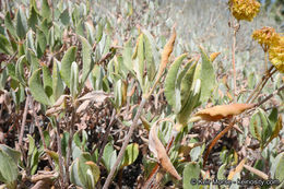 Imagem de Eriogonum umbellatum var. subaridum S. Stokes