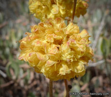 Imagem de Eriogonum umbellatum var. subaridum S. Stokes