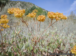 Imagem de Eriogonum umbellatum var. subaridum S. Stokes