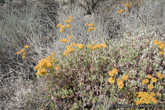 Image of sulphur-flower buckwheat