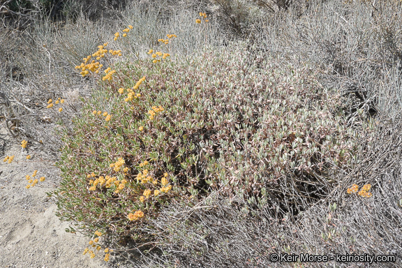 Image of sulphur-flower buckwheat