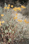 Imagem de Eriogonum umbellatum var. subaridum S. Stokes