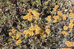 Imagem de Eriogonum umbellatum var. subaridum S. Stokes