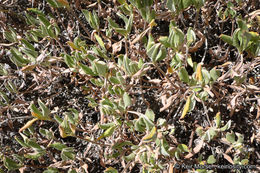 Imagem de Eriogonum umbellatum var. subaridum S. Stokes