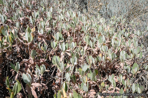 Imagem de Eriogonum umbellatum var. subaridum S. Stokes