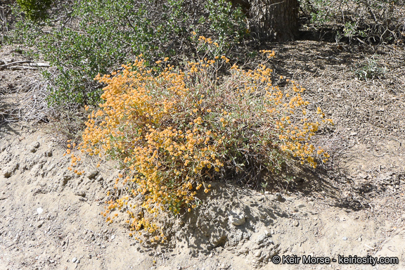 Imagem de Eriogonum umbellatum var. subaridum S. Stokes