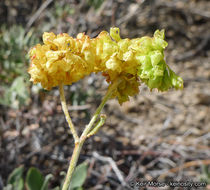 Imagem de Eriogonum umbellatum var. subaridum S. Stokes