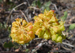 Imagem de Eriogonum umbellatum var. subaridum S. Stokes