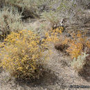 Image of sulphur-flower buckwheat