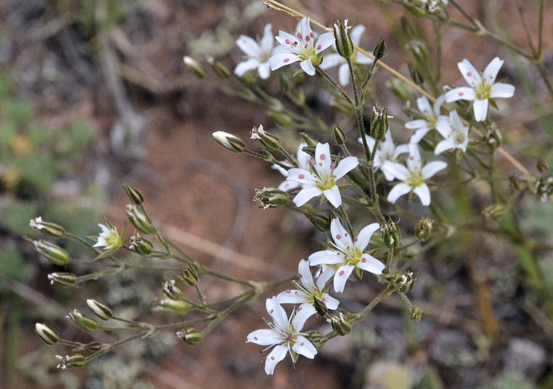 Image of Fendler's sandwort