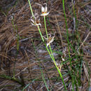 Juncus longistylis Torr. resmi