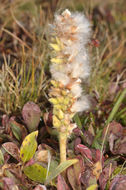 Image of alpine willow