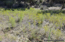 Image of Mojave tarweed