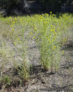 Image of Mojave tarweed