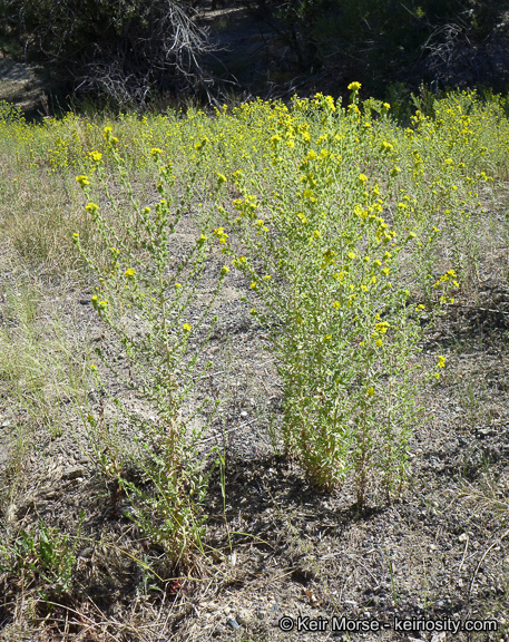 Image of Mojave tarweed