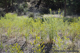 Image of Mojave tarweed