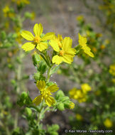 Image of Mojave tarweed