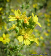 Image of Mojave tarweed