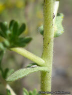 Image of Mojave tarweed