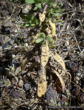 Image of Mojave tarweed