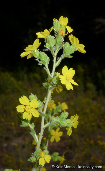 Image of Mojave tarweed