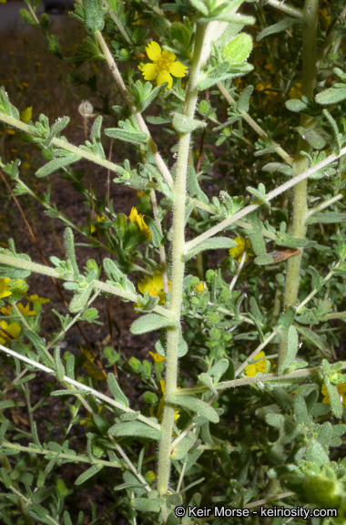 Image of Mojave tarweed