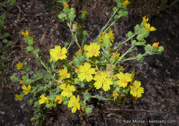 Image of Mojave tarweed