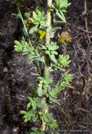 Image of Mojave tarweed