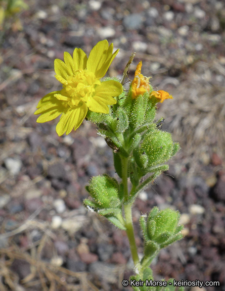 Image of Mojave tarweed