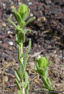 Image of Mojave tarweed